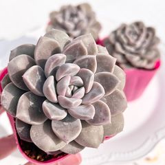 多肉植物 サフラン フリル系 抜き苗 - メルカリ