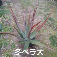 アロエベラ(大)鉢植え
