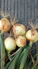 こまき様　専用　たまねぎ10kg