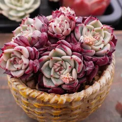 2026年最新】沙羅姫牡丹の人気アイテム - メルカリ