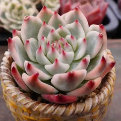 2026年最新】チワワエンシス錦の人気アイテム - メルカリ