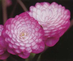 雪割草　安寿　(抜苗発送です。鉢植え、速達、ネコポスでの発送希望は別途商品購入願います)　検索用＃山野草＃ウチョウラン＃蘭のサムネイル