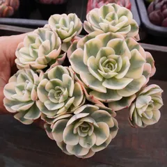 2026年最新】ルノーディーン 多肉の人気アイテム - メルカリ