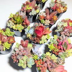 このまま飾れる】多肉植物 セダム ちまちまプチ寄せ植え【育成説明書付