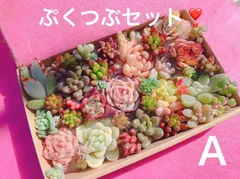 クーポンあり❣️ Ａ　ぷくぷくつぶつぶセット❣️多肉植物寄せ植えセット　カット苗　ピンク多肉　多肉弁当　美人　エケベリア　セダム　パキフィツム　チーズ　韓国苗入り
