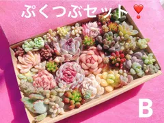 クーポンあり❣️ B　ぷくぷくつぶつぶセット❣️　寄せ植えセット　カット苗　ピンク多肉　多肉弁当　美人　エケベリア　セダム　パキフィツム　チーズ　韓国苗入り