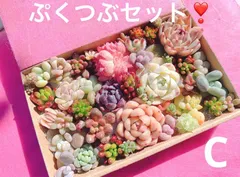 クーポンあり❣️ C　ぷくぷくつぶつぶ詰め合わせ❣️　寄せ植えセット　カット苗　ピンク多肉　多肉弁当　美人　エケベリア　セダム　パキフィツム　チーズ　韓国苗入り