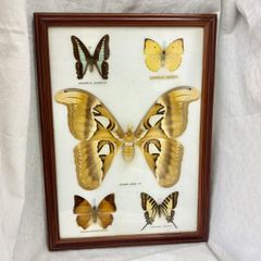 蝶の標本 木製箱(ガラス)52✕42✕6cm 蝶の標本 木製箱(ガラス)52✕42✕6cm - メルカリ