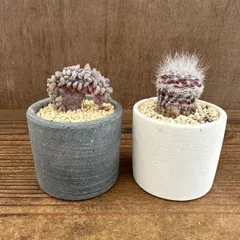 多肉植物　２個セット　多肉不明綴化・サボテン不明　ストーンポット付き　現品 観葉植物 観葉 植物 珍奇植物 珍奇 レア 希少 多肉植物 多肉 サボテン カクタス インテリア アートプランツ グリーン