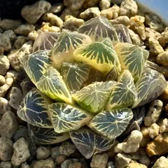 月夜オブツーサ錦　糊斑　H1988