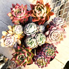 2026年最新】ブルーアイス苗の人気アイテム - メルカリ