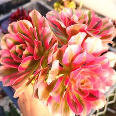 多肉植物 エケベリア 7種セット bs2 抜き苗 - メルカリ