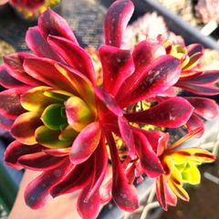 多肉植物 エケベリア 7種セット bs2 抜き苗 - メルカリ