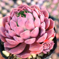 多肉植物 エケベリア 7種セット bs2 抜き苗 - メルカリ