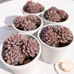 2026年最新】ぼのぼのさん苗 リンダリンダの人気アイテム - メルカリ