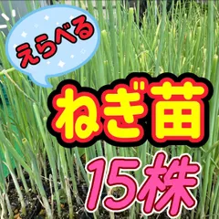 2026年最新】ネギ苗の人気アイテム - メルカリ