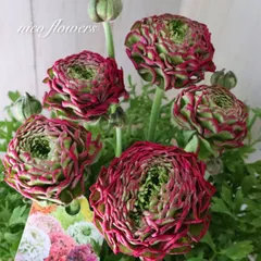 2026年最新】ラナンキュラス ポンポンの人気アイテム - メルカリ