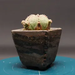 2026年最新】シンメトリカの人気アイテム - メルカリ