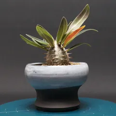 2026年最新】グラキリス 実生の人気アイテム - メルカリ