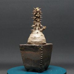【国内実生株】パキポディウム ウィンゾリー atmos BOTANIZE 鉢付き 国内実生株】パキポディウム ウィンゾリー atmos BOTANIZE 鉢付き