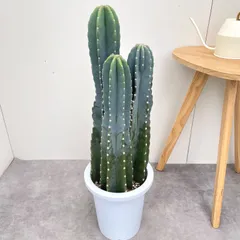 2026年最新】サボテン 大型の人気アイテム - メルカリ