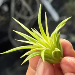 2026年最新】イオナンタ アルボの人気アイテム - メルカリ