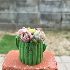 2026年最新】多肉寄せ植えそのまま飾れるの人気アイテム - メルカリ