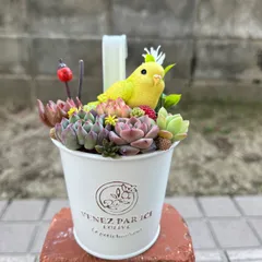 ♡そのまま飾れる♡ブリキ缶♬セキセイインコちゃんの可愛い多肉植物寄せ植え♡