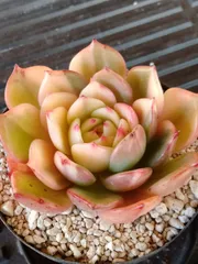 2026年最新】フラメンコ錦の人気アイテム - メルカリ