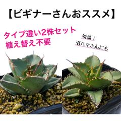 アガベ パリー トランカータ 実生2株セット 7 - メルカリ