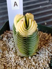 クラッスラ　キムナッキー　A