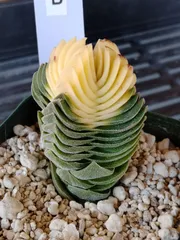 クラッスラ　キムナッキー　B