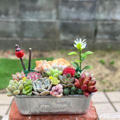 ♡そのまま飾れる♡クリスマスの多肉植物寄せ植え