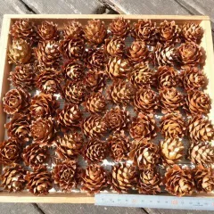 リース作りに　バラのように綺麗なコウヨウザン　48個