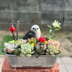 ♡そのまま飾れる♡クリスマスの多肉植物寄せ植え