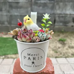 ♡そのまま飾れる♡ブリキ缶♬オカメインコちゃんの可愛い多肉植物寄せ植え╰(*´︶`*)╯♡