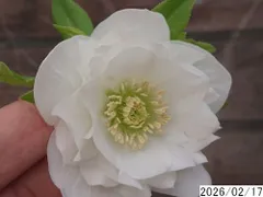 【 ヨーコさん専用 】クリスマスローズ　2株