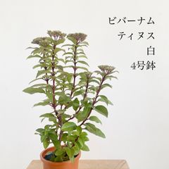 ピメレア フィソディス ウエディングベル 4号鉢③オージープランツ