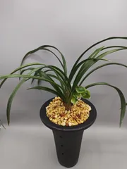 2026年最新】韓国 春蘭の人気アイテム - メルカリ