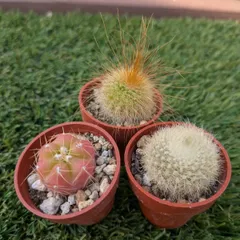 サボテン　ミニ3点セット①（雪晃、金晃丸、ペンタカンサ）