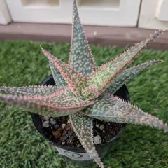 2026年最新】アロエ ハイブリッドの人気アイテム - メルカリ