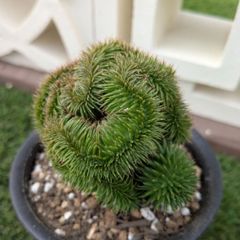 多肉植物ユーフォルビア スザンナエ（瑠璃晃）綴化 - メルカリ