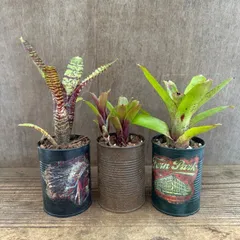 2026年最新】珍しいタンクブロメリアの人気アイテム - メルカリ