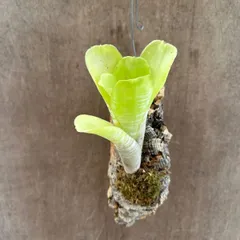 エクメア　ファシクラータエンジェル　コルク①　Aechmea fasciata baker angel ファスキアタ シマアナナス シマサンゴアナナス エンジェル 観葉植物 観葉 植物  ブロメリア タンクブロメリア アナナス パイナップル