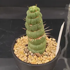 2026年最新】ユーリキニアの人気アイテム - メルカリ