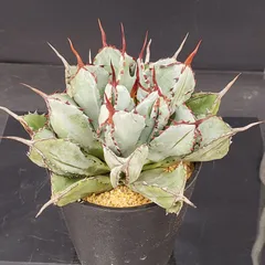 2026年最新】キュービック アガベの人気アイテム - メルカリ