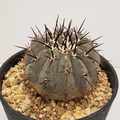 2026年最新】コピアポア シネレアの人気アイテム - メルカリ