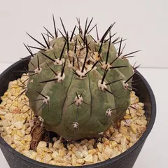 2026年最新】コピアポア 種の人気アイテム - メルカリ