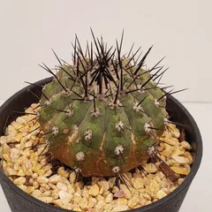 2026年最新】コピアポア シネレアの人気アイテム - メルカリ