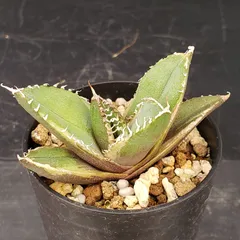 2026年最新】南アフリカダイヤモンド 錦の人気アイテム - メルカリ